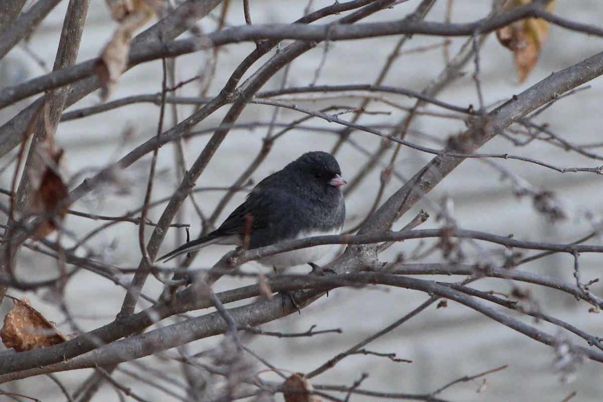 Dark-eyed Junco - ML645143982