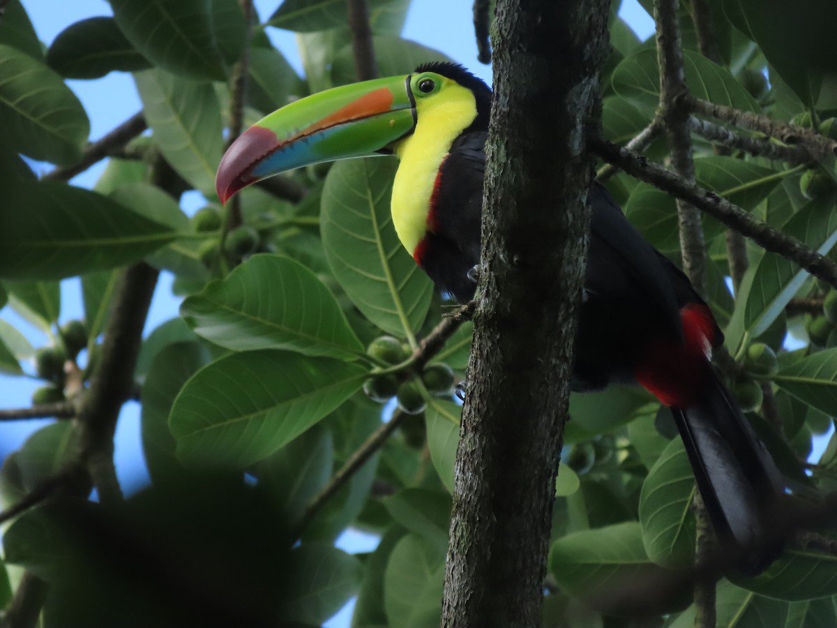 regnbuetukan - ML645143985