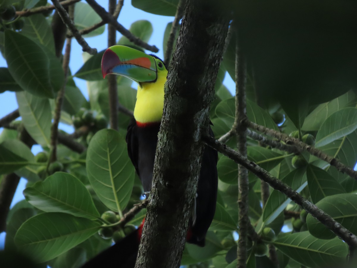 regnbuetukan - ML645143987