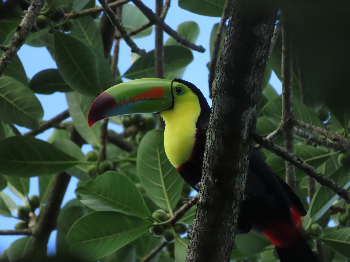 regnbuetukan - ML645143989