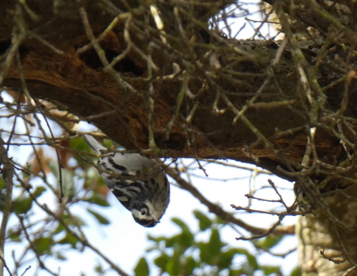 klatreparula - ML645143997