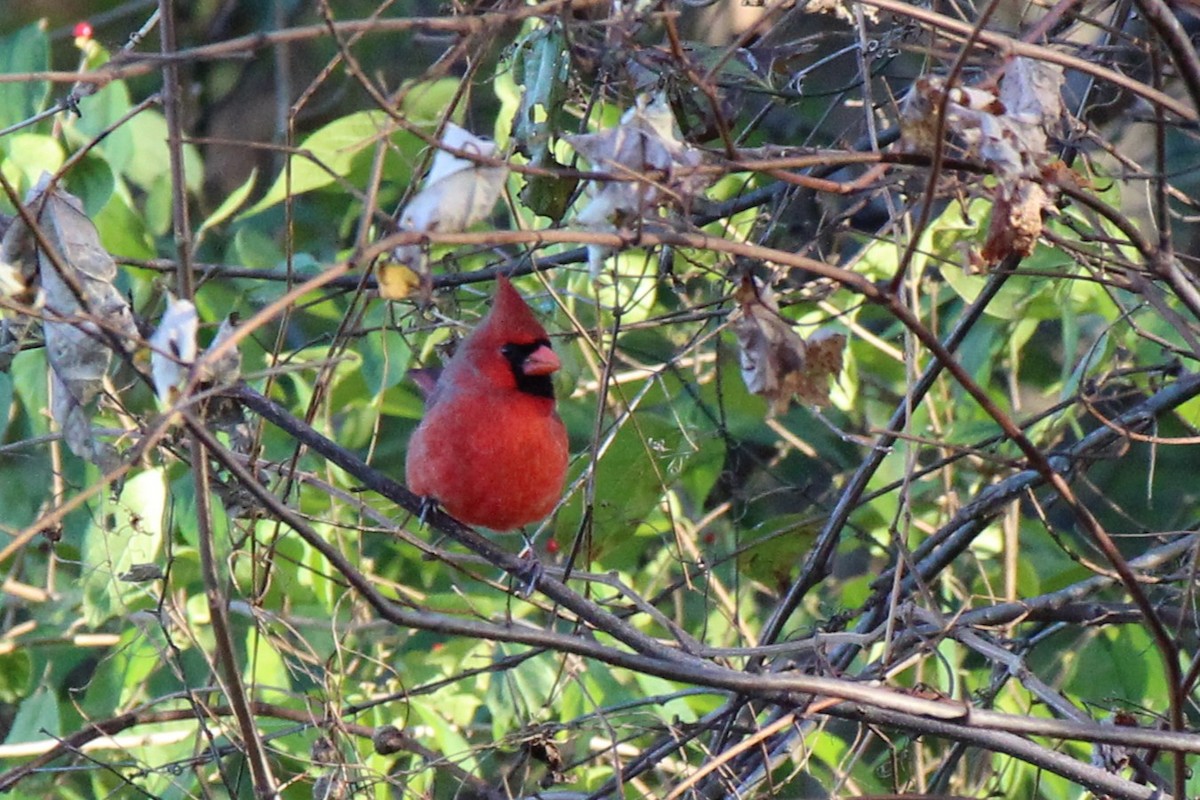 Northern Cardinal - ML645143998
