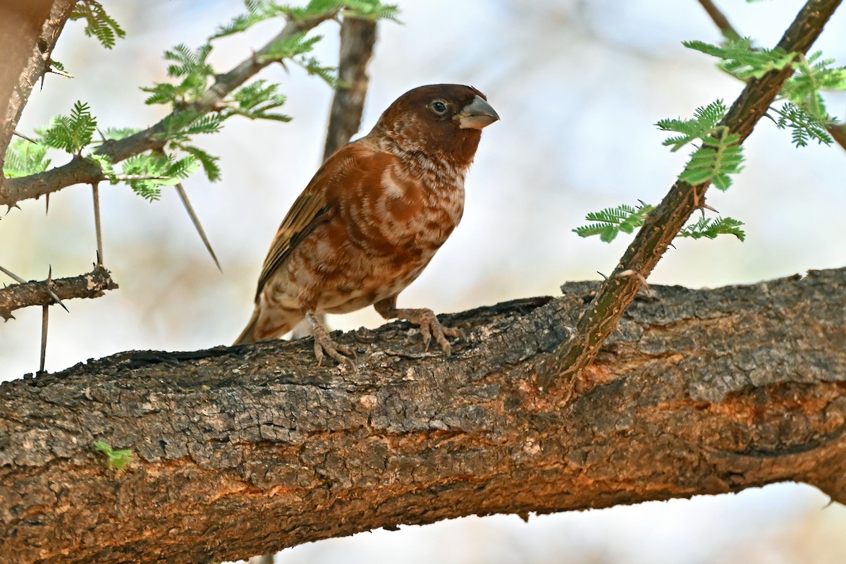 Chestnut Sparrow - ML645144002
