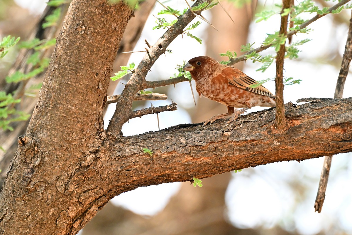 Chestnut Sparrow - ML645144003