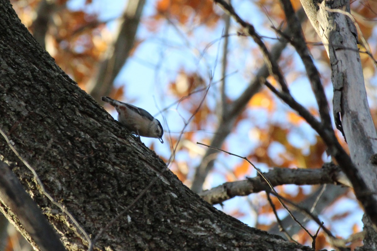White-breasted Nuthatch - ML645144004