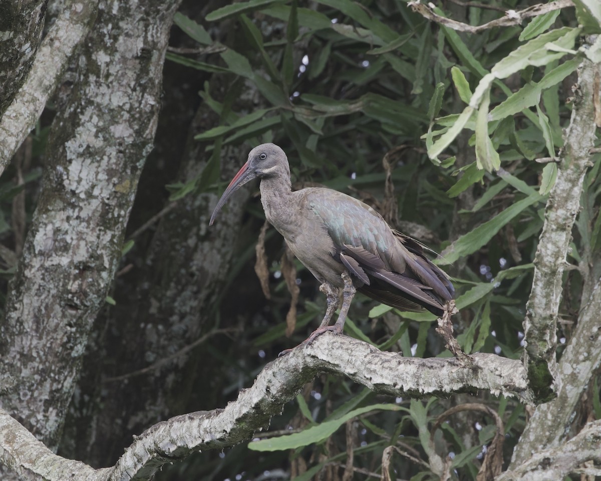 Hadada Ibis - ML645144005