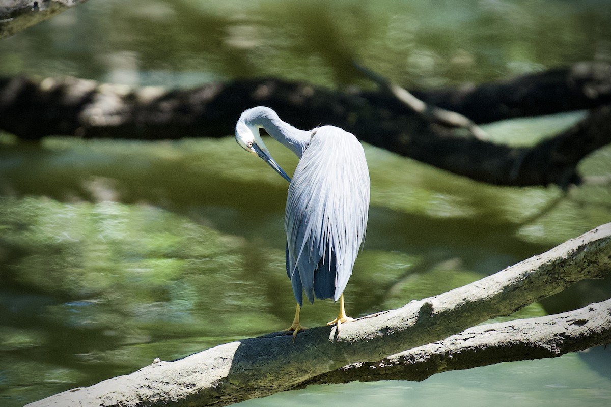 White-faced Heron - ML645144013