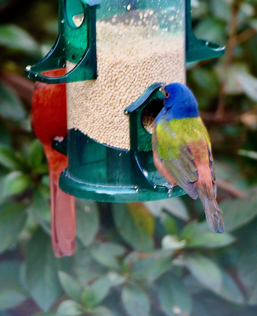 Painted Bunting - ML645144014