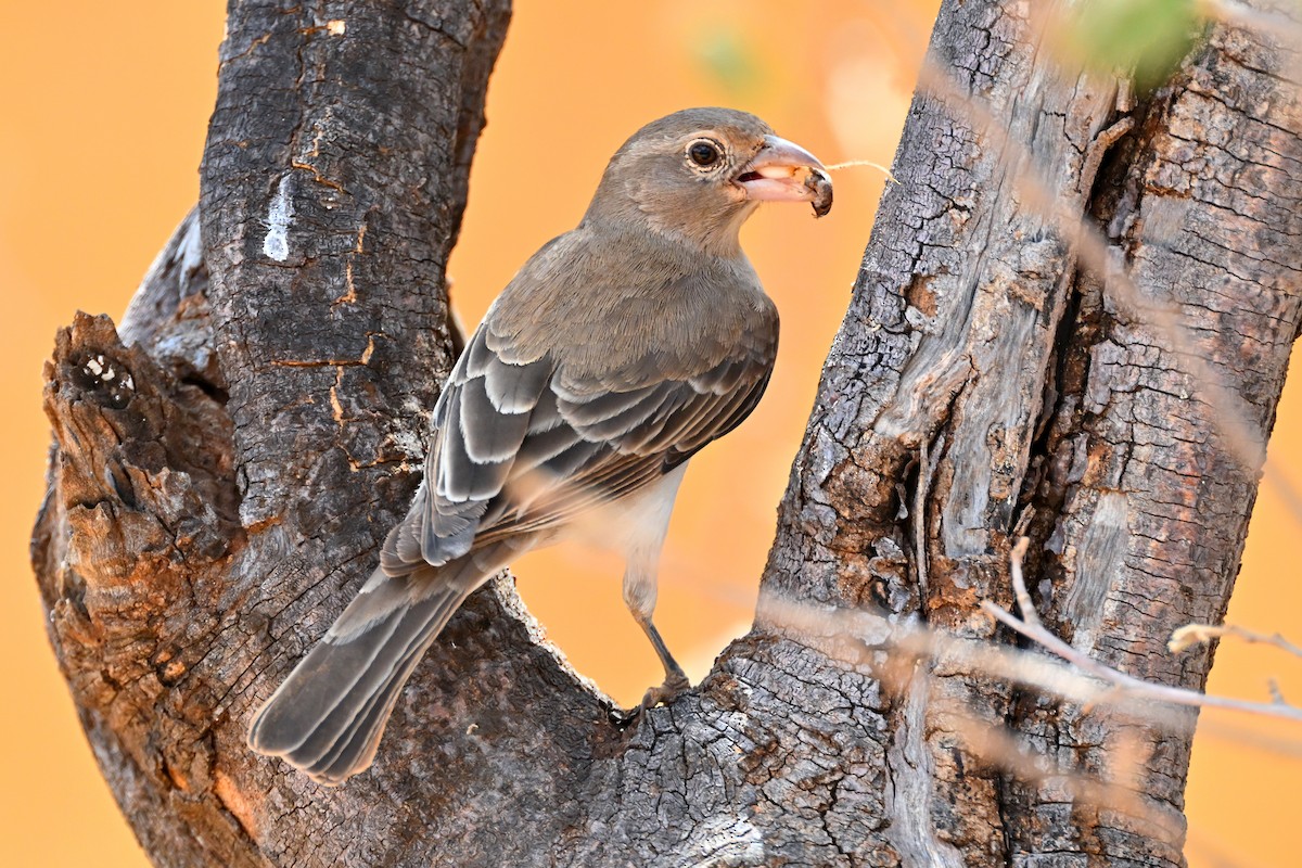 Yellow-spotted Bush Sparrow - ML645144015