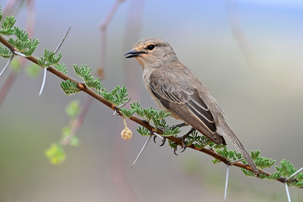 African Gray Flycatcher - ML645144018