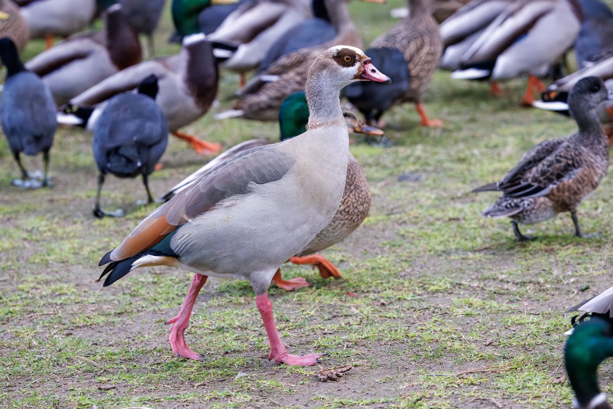 Egyptian Goose - ML645144019