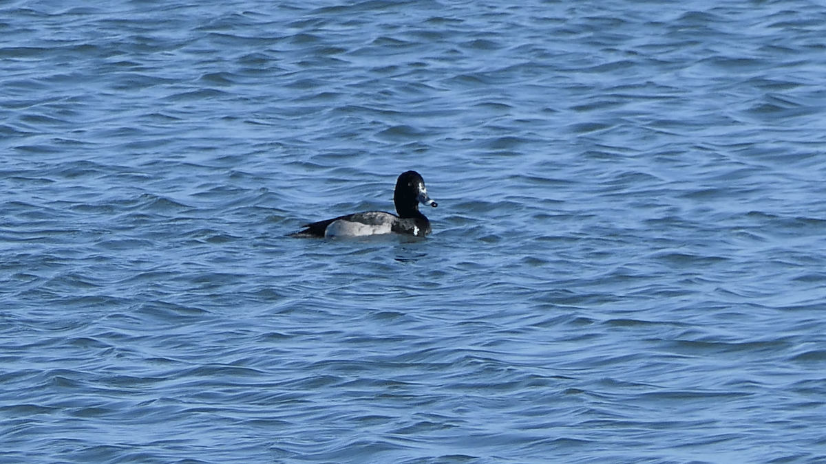 Greater Scaup - ML645144056