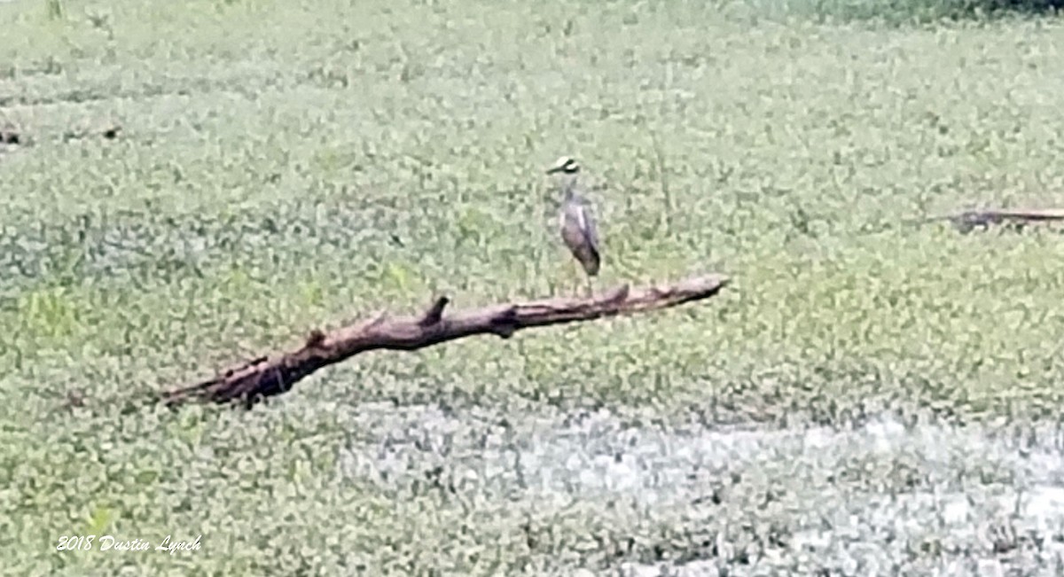 Sarı Tepeli Gece Balıkçılı - ML645144062