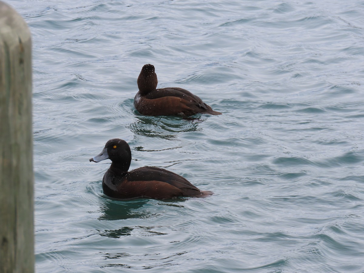 New Zealand Scaup - ML645144065