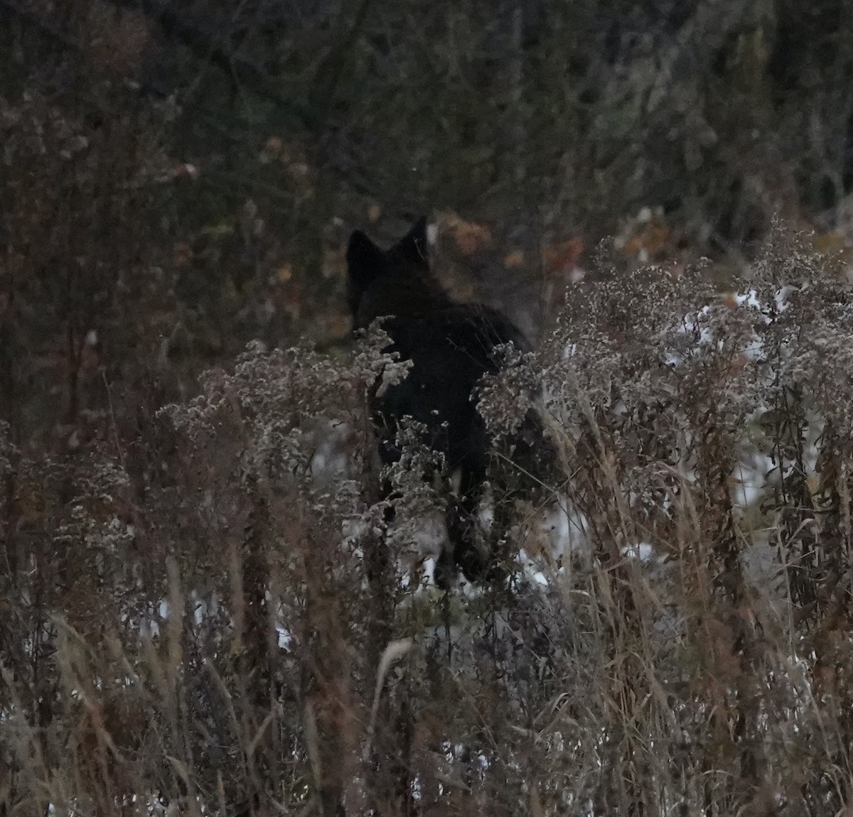 Coyote - ML645144068