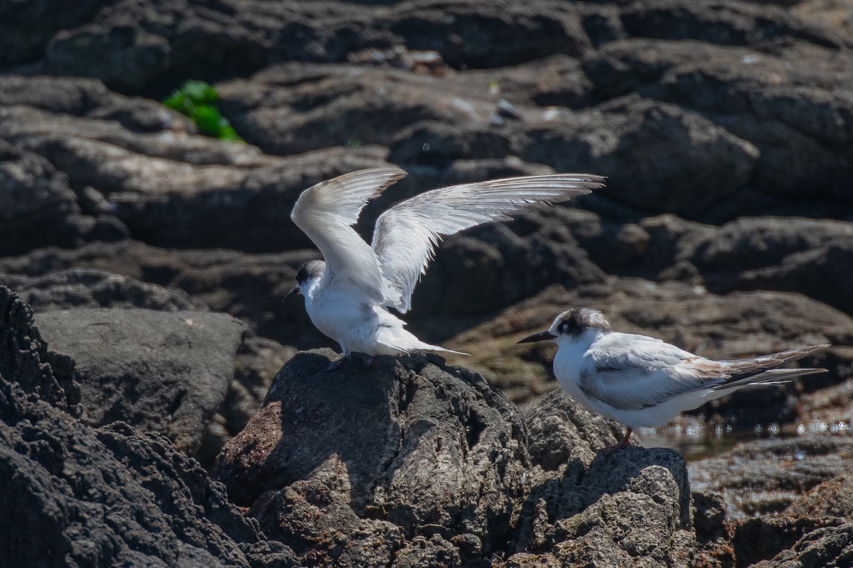 Antarctic Tern (Antarctic) - ML645144080