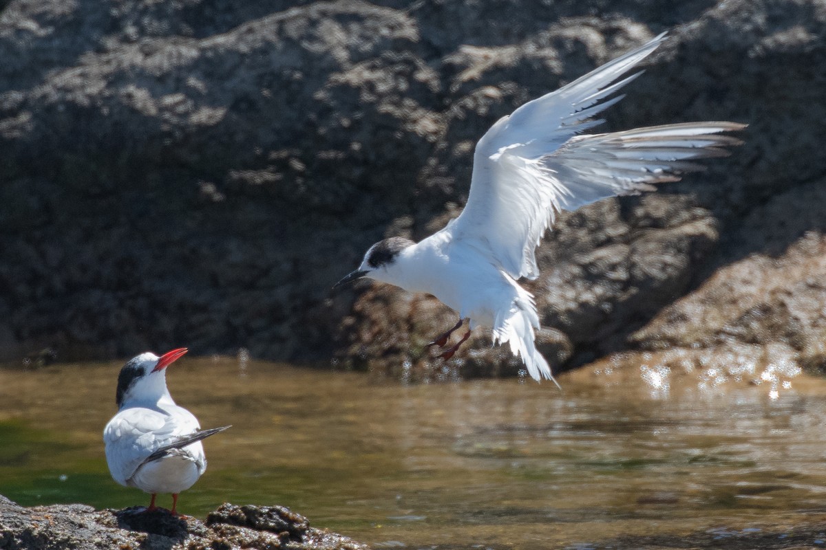 Antarctic Tern (Antarctic) - ML645144081