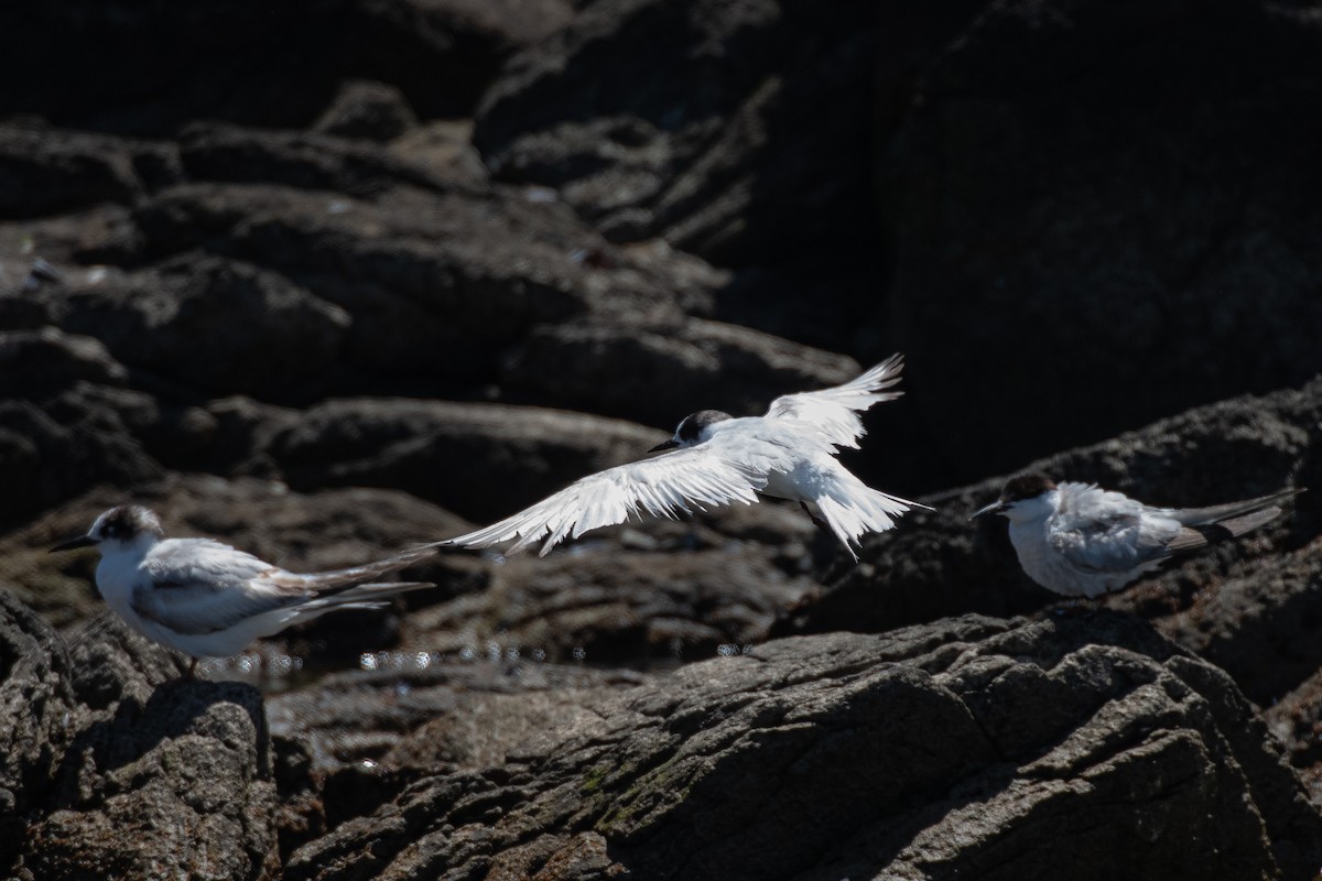 Antarctic Tern (Antarctic) - ML645144082