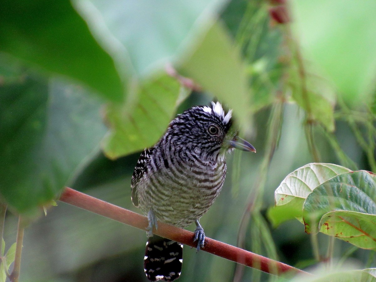 Batará Barrado - ML645144083