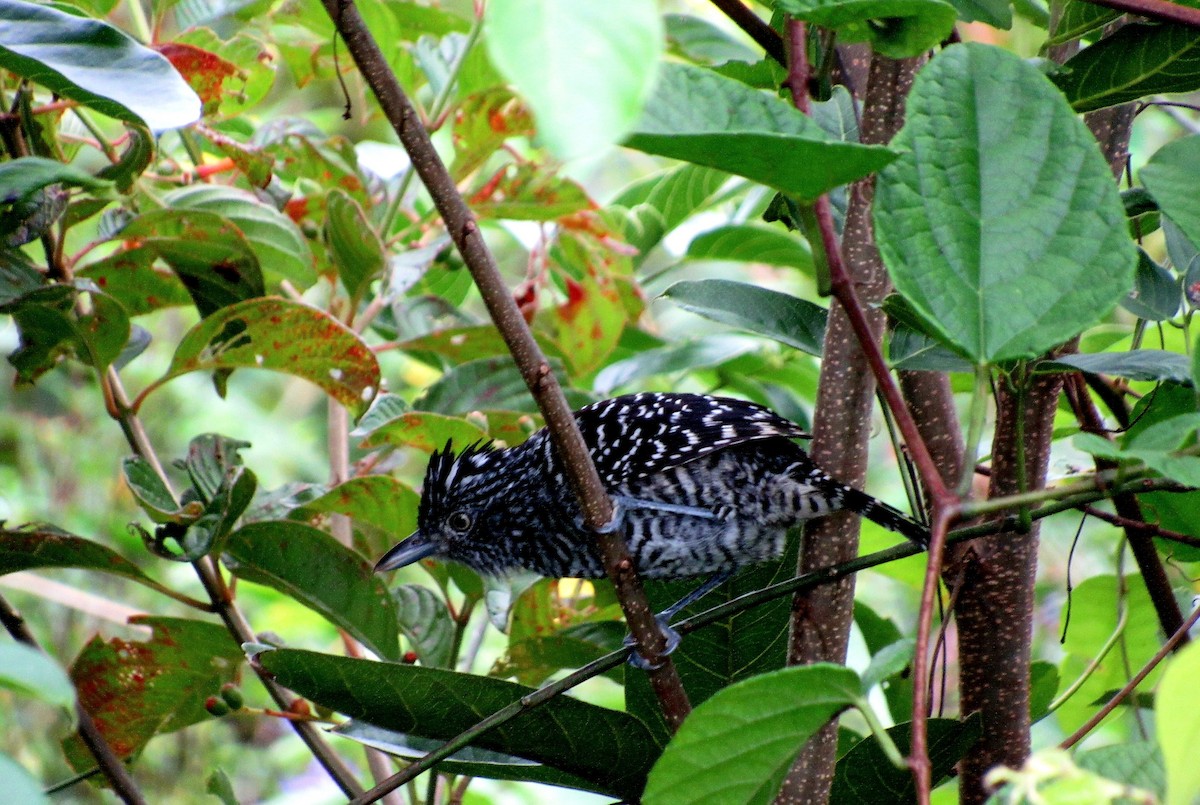 Batará Barrado - ML645144084