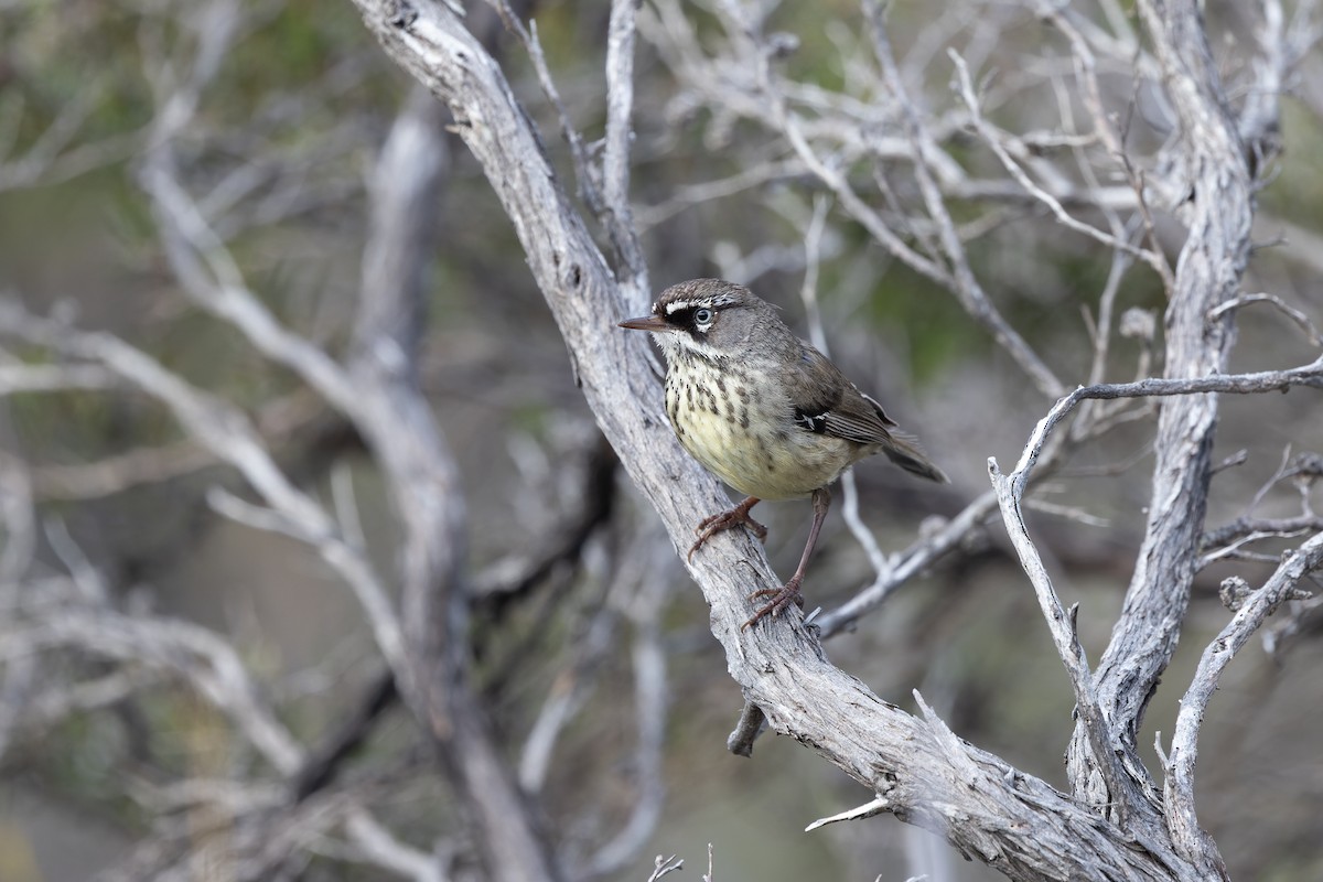 Spotted Scrubwren - ML645144121