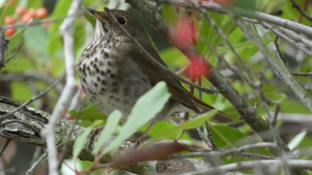 Hermit Thrush - ML645144122