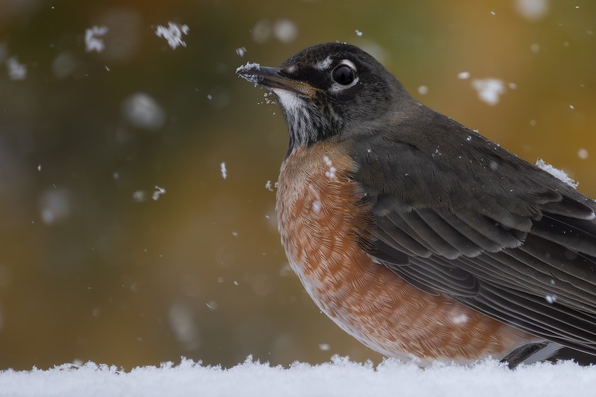 American Robin - ML645144125