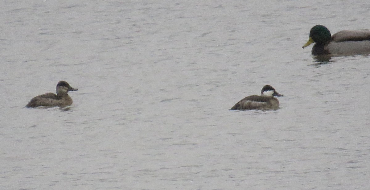 Савка американська - ML645144128