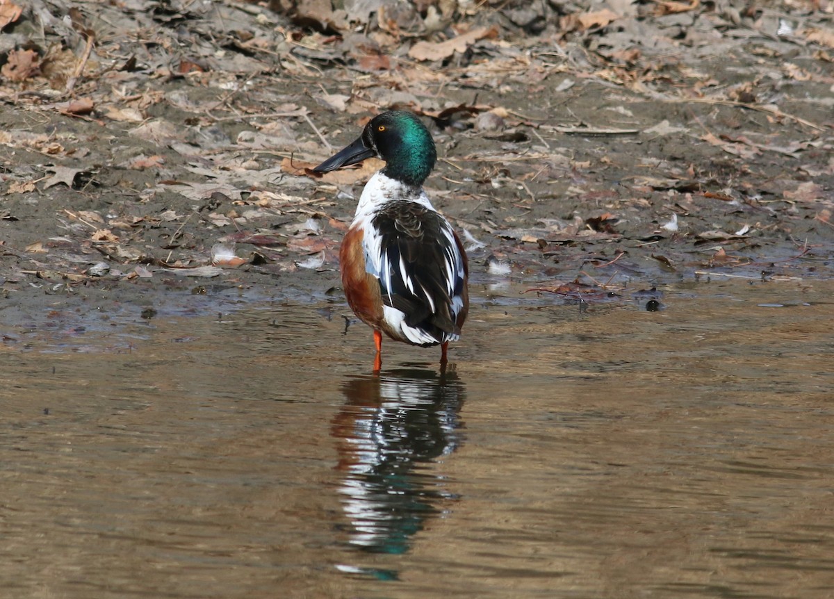 Mestolone - ML645144129