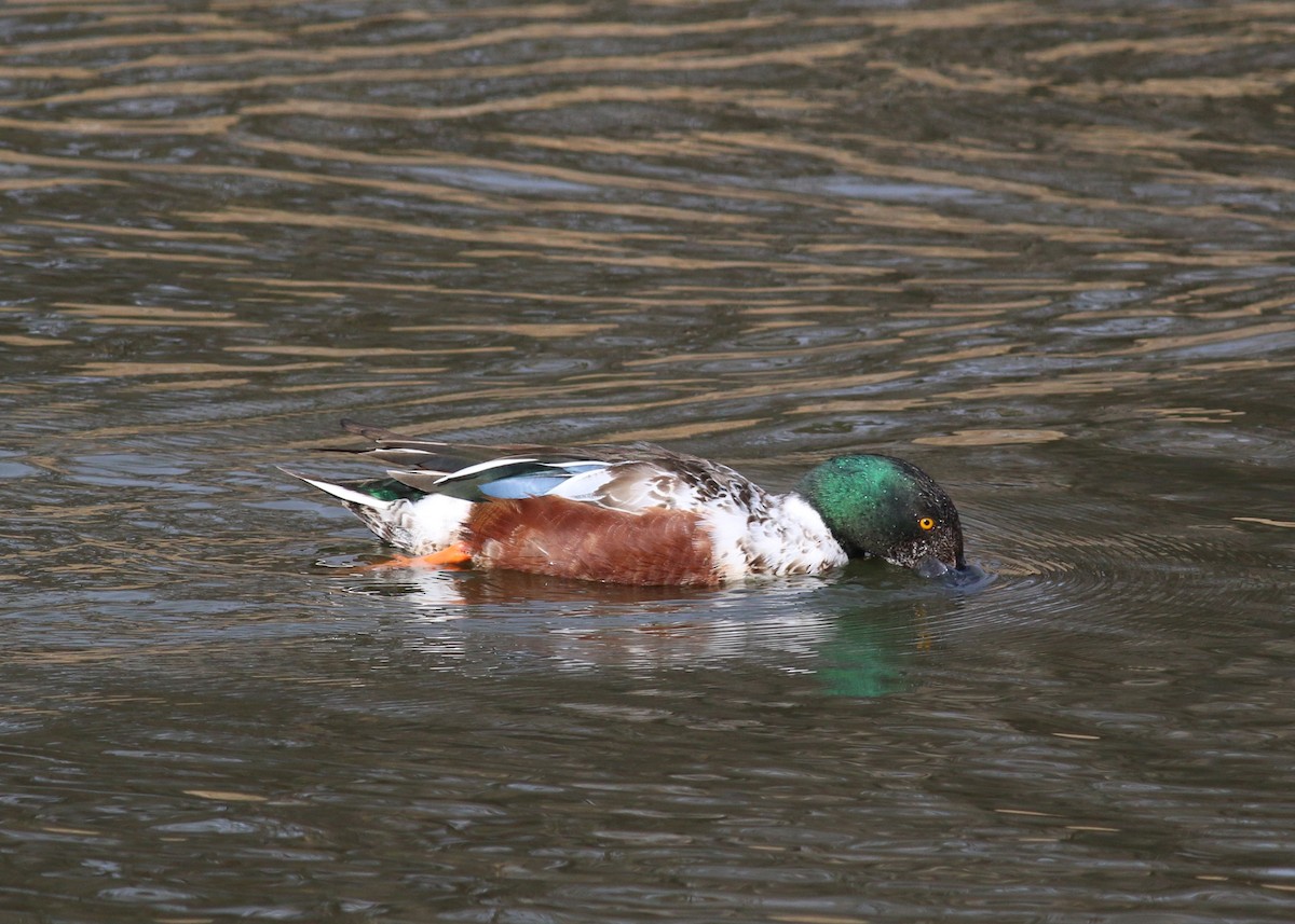 Mestolone - ML645144130