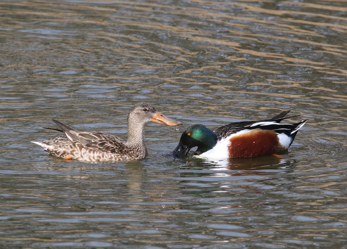 Mestolone - ML645144131