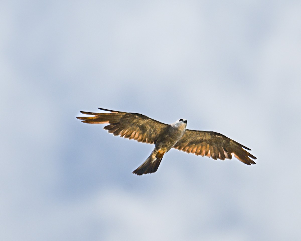 Mississippi Kite - ML645144141