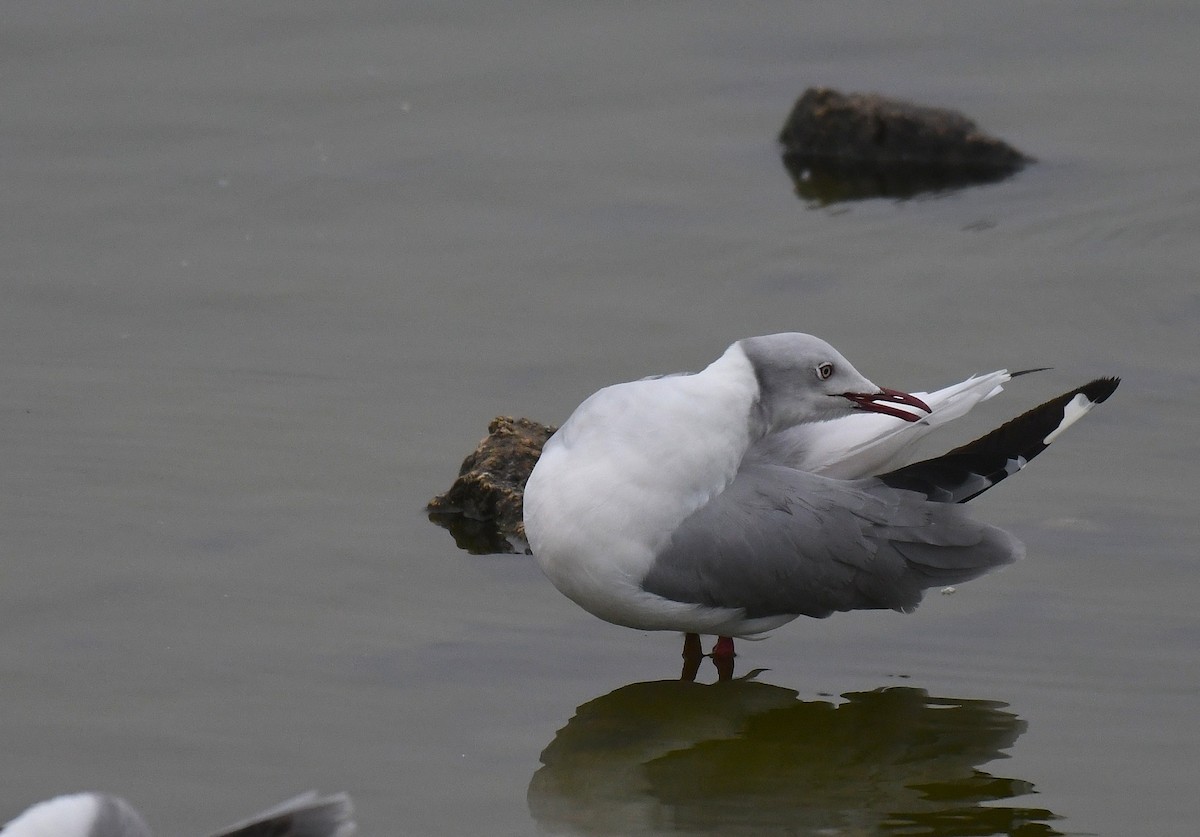 Gray-hooded Gull - ML645144156