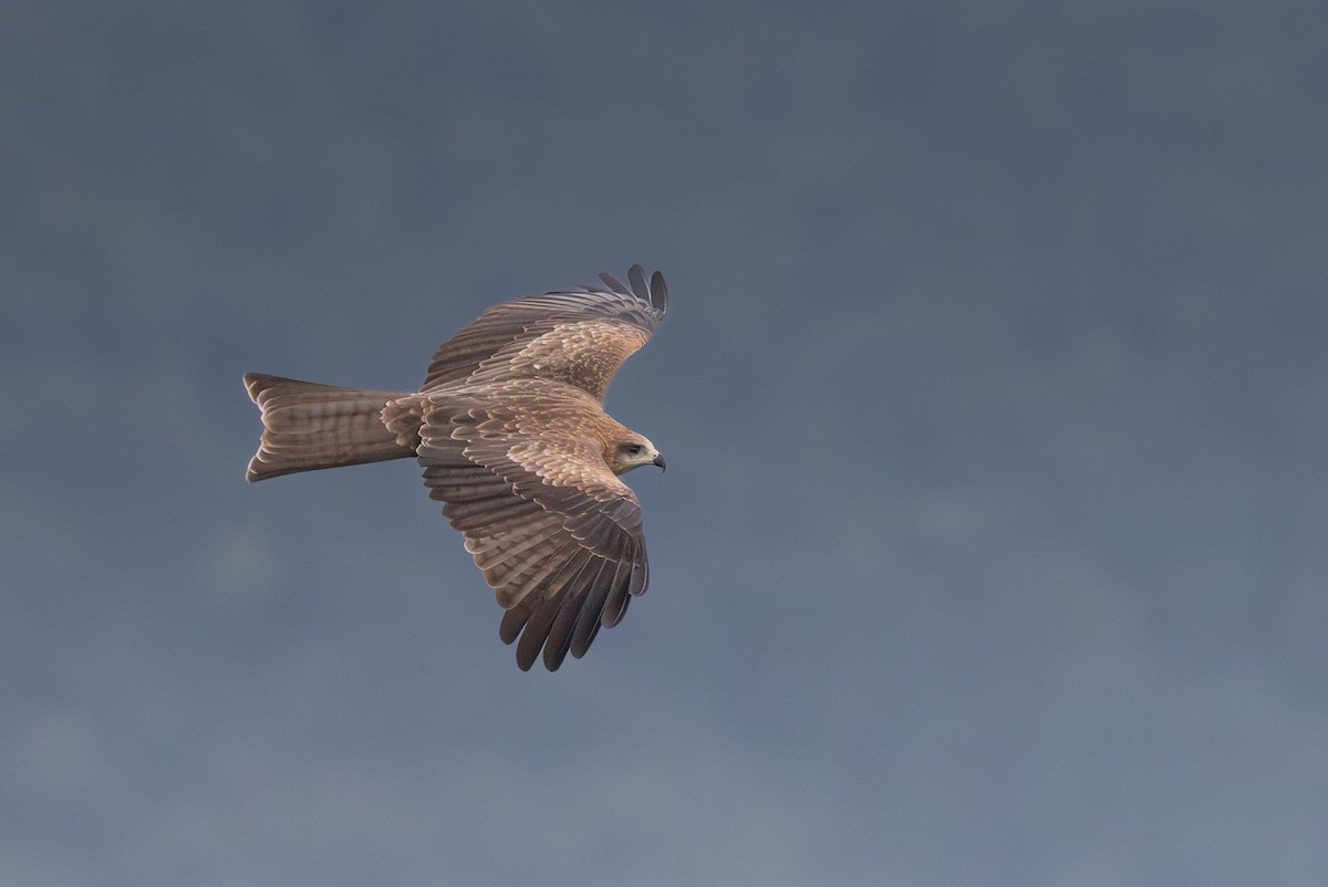 Nibbio bruno - ML645144173