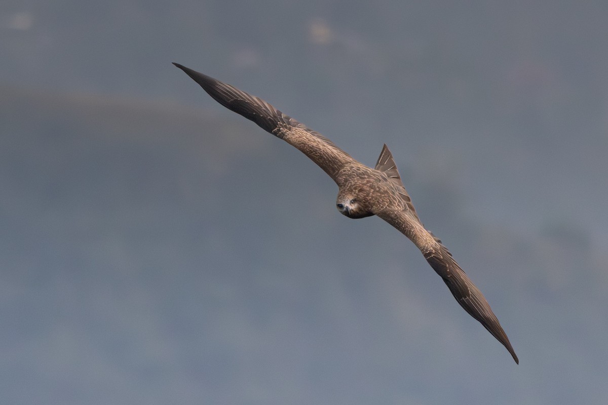 Nibbio bruno - ML645144174