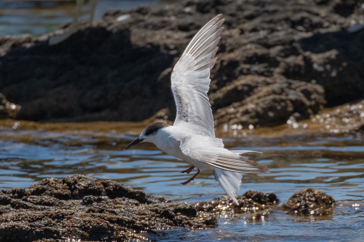 Flussseeschwalbe - ML645144181