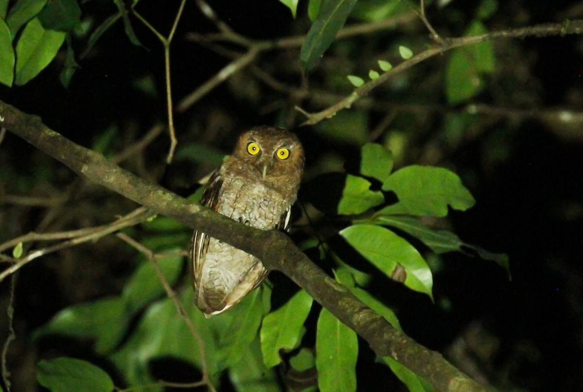 Foothill Screech-Owl - ML645144182