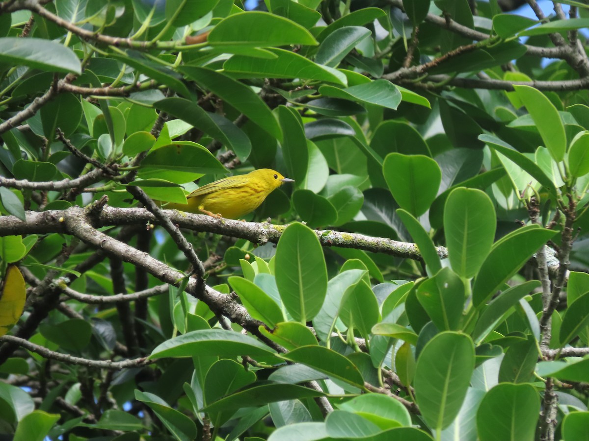 Northern Yellow Warbler - ML645144185