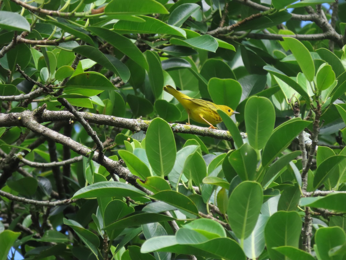 Northern Yellow Warbler - ML645144186
