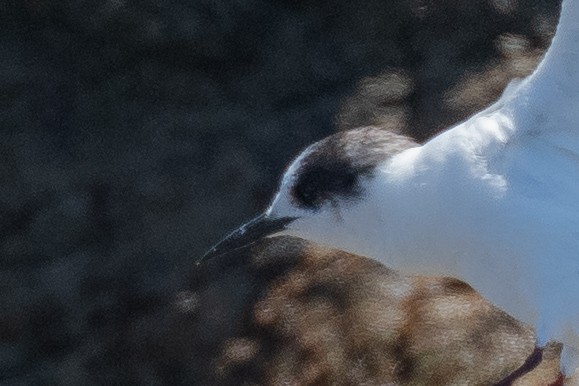 Antarctic Tern (Antarctic) - ML645144189