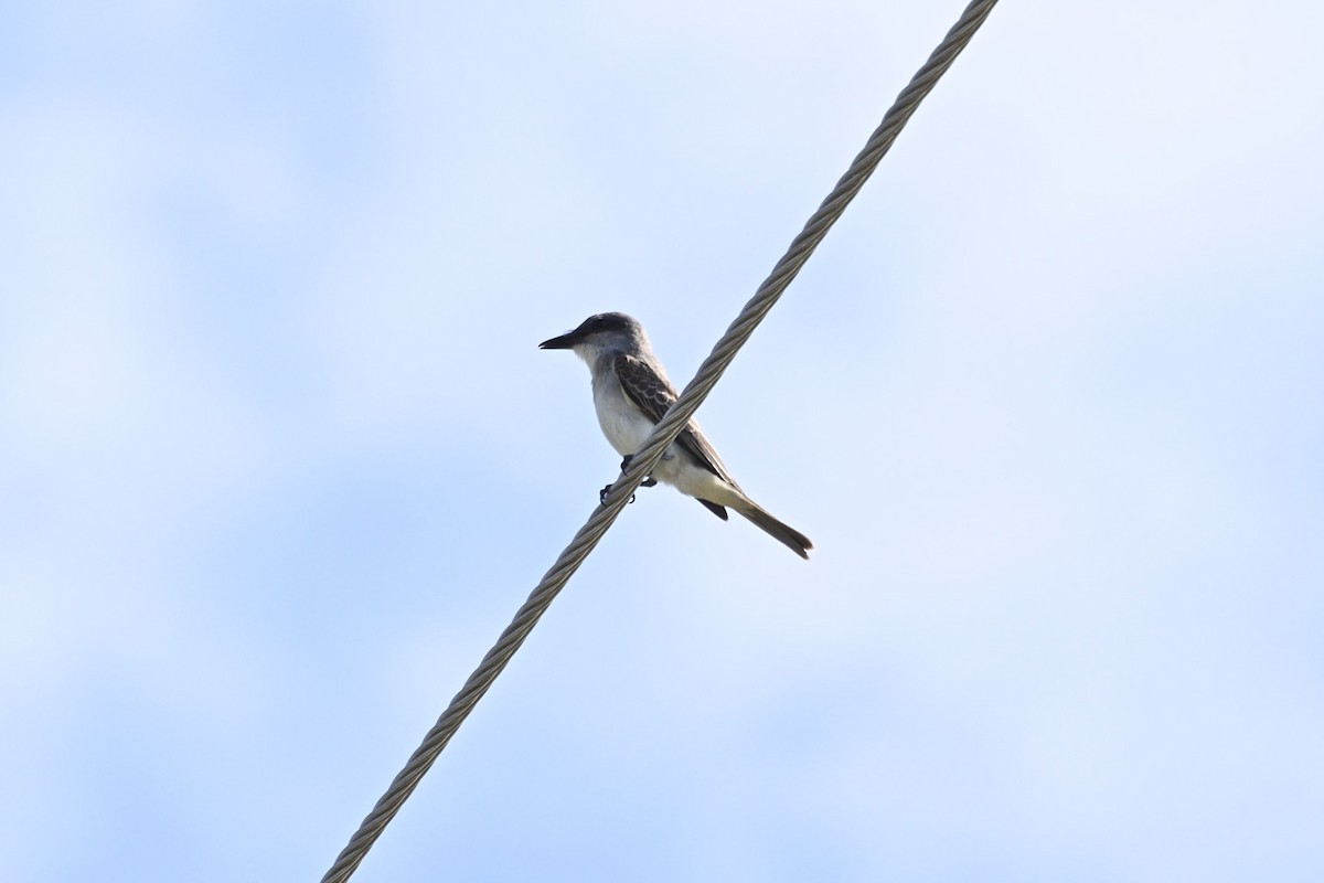 Gray Kingbird - ML645144192