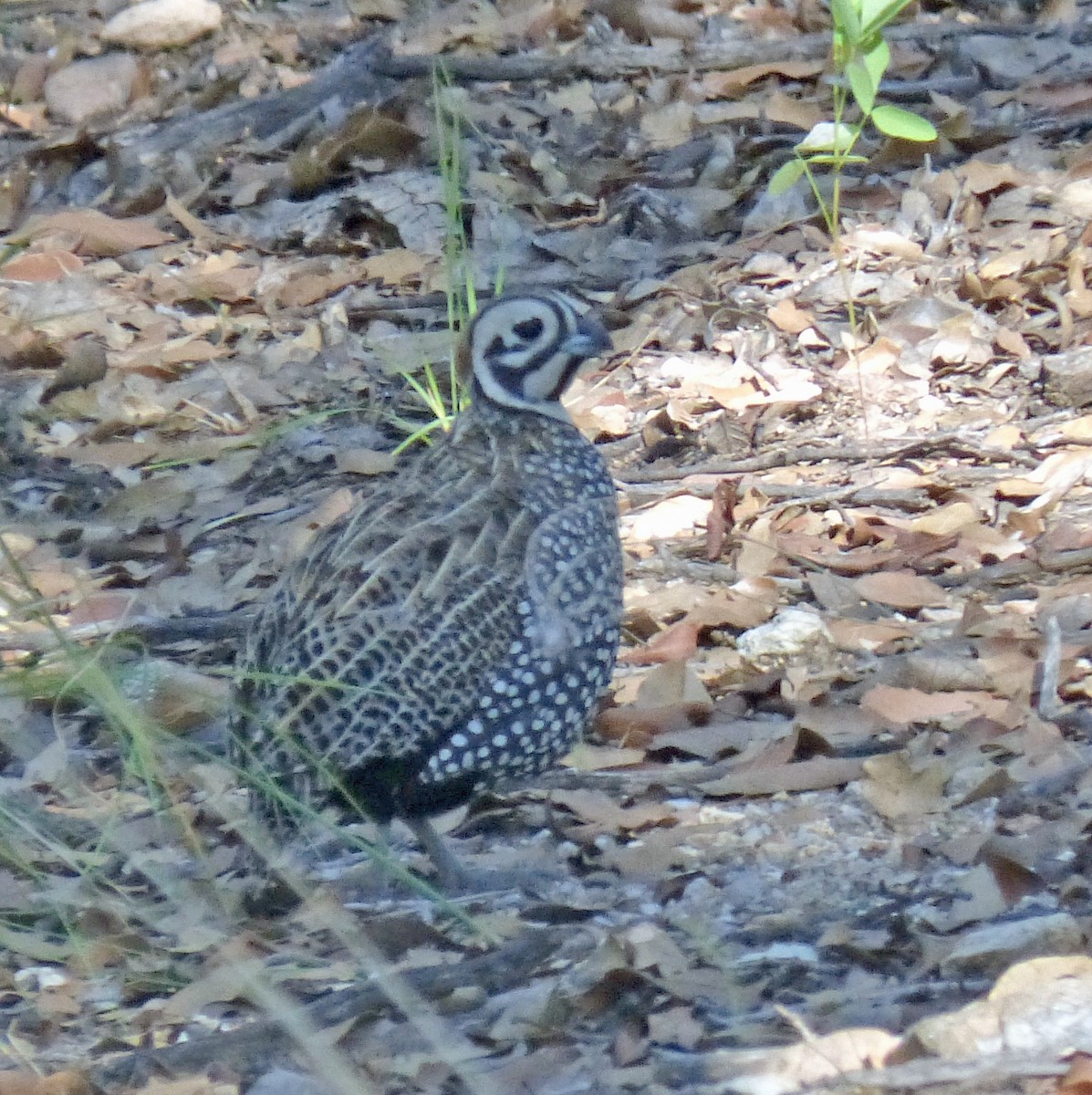 Montezuma Quail - ML645144197