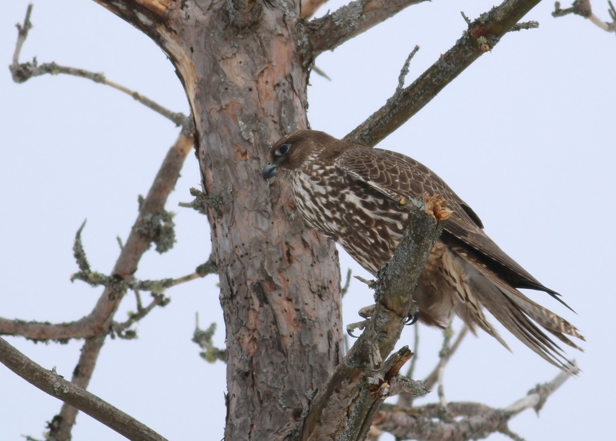 Gerfalke - ML645144205