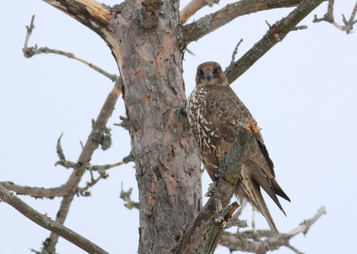 Gerfalke - ML645144206