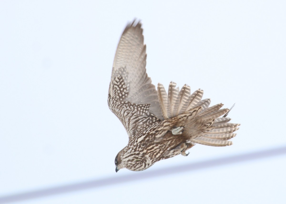 Gerfalke - ML645144207