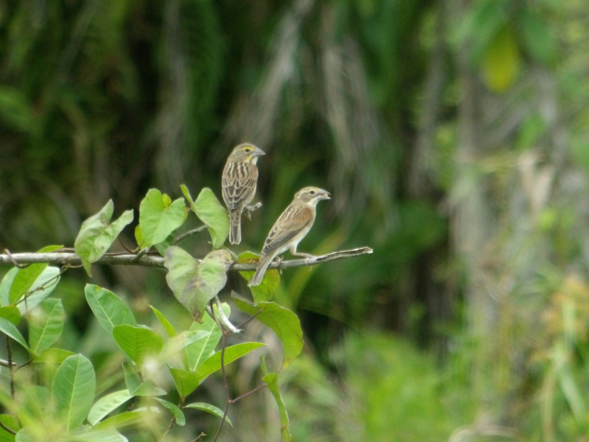 Dickcissel d'Amérique - ML645144211