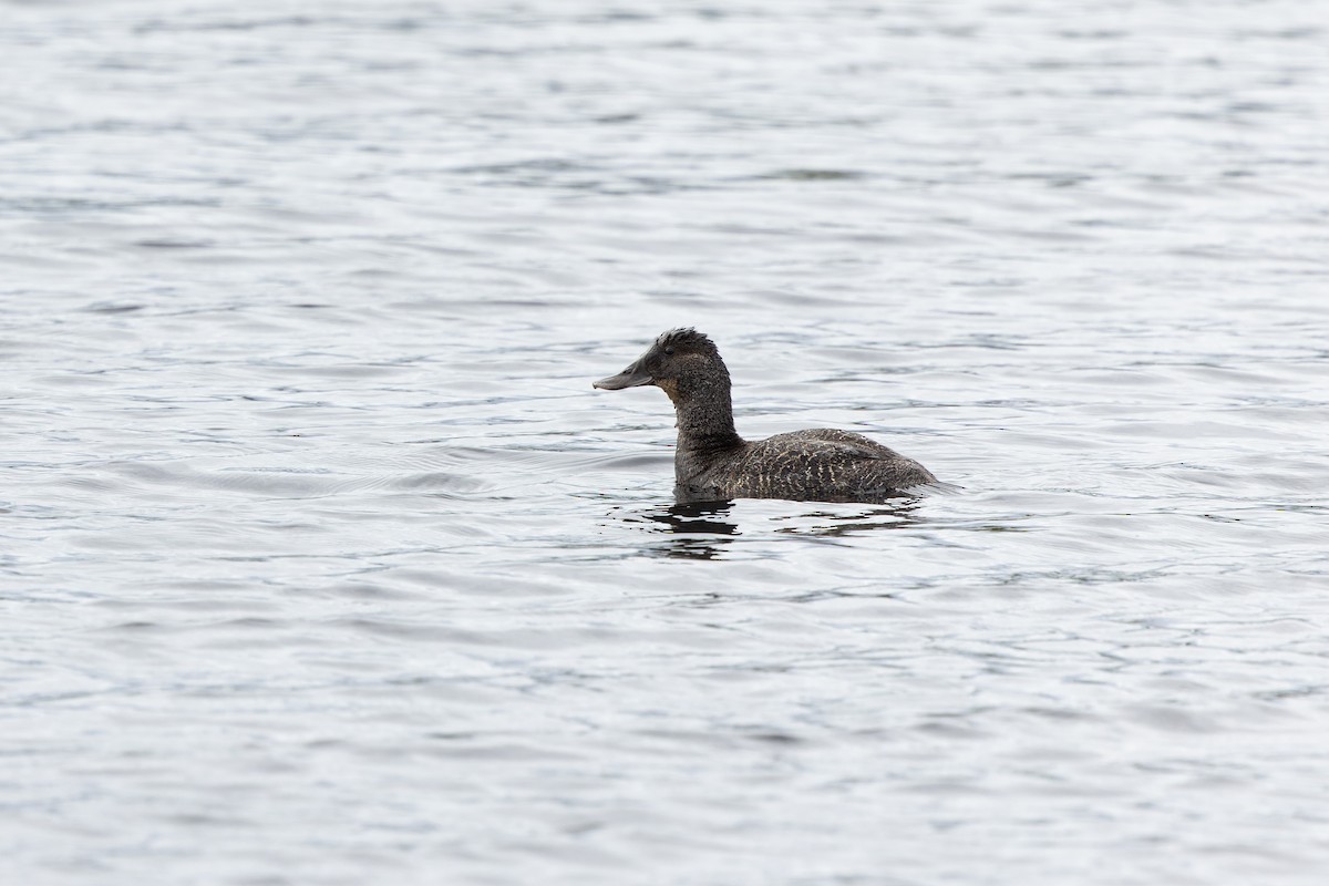 Blue-billed Duck - ML645144224