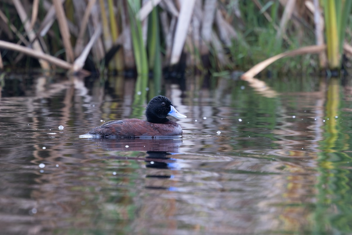 Blue-billed Duck - ML645144225