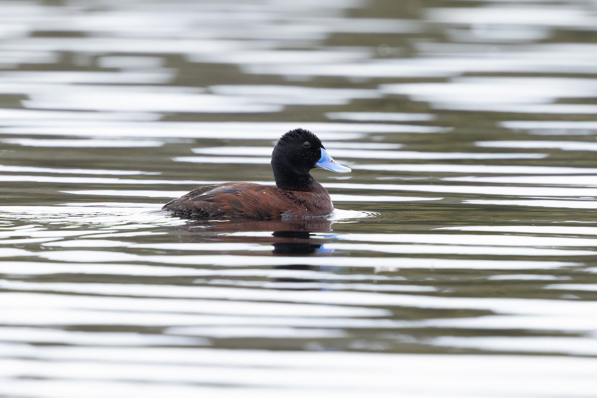 Blue-billed Duck - ML645144226