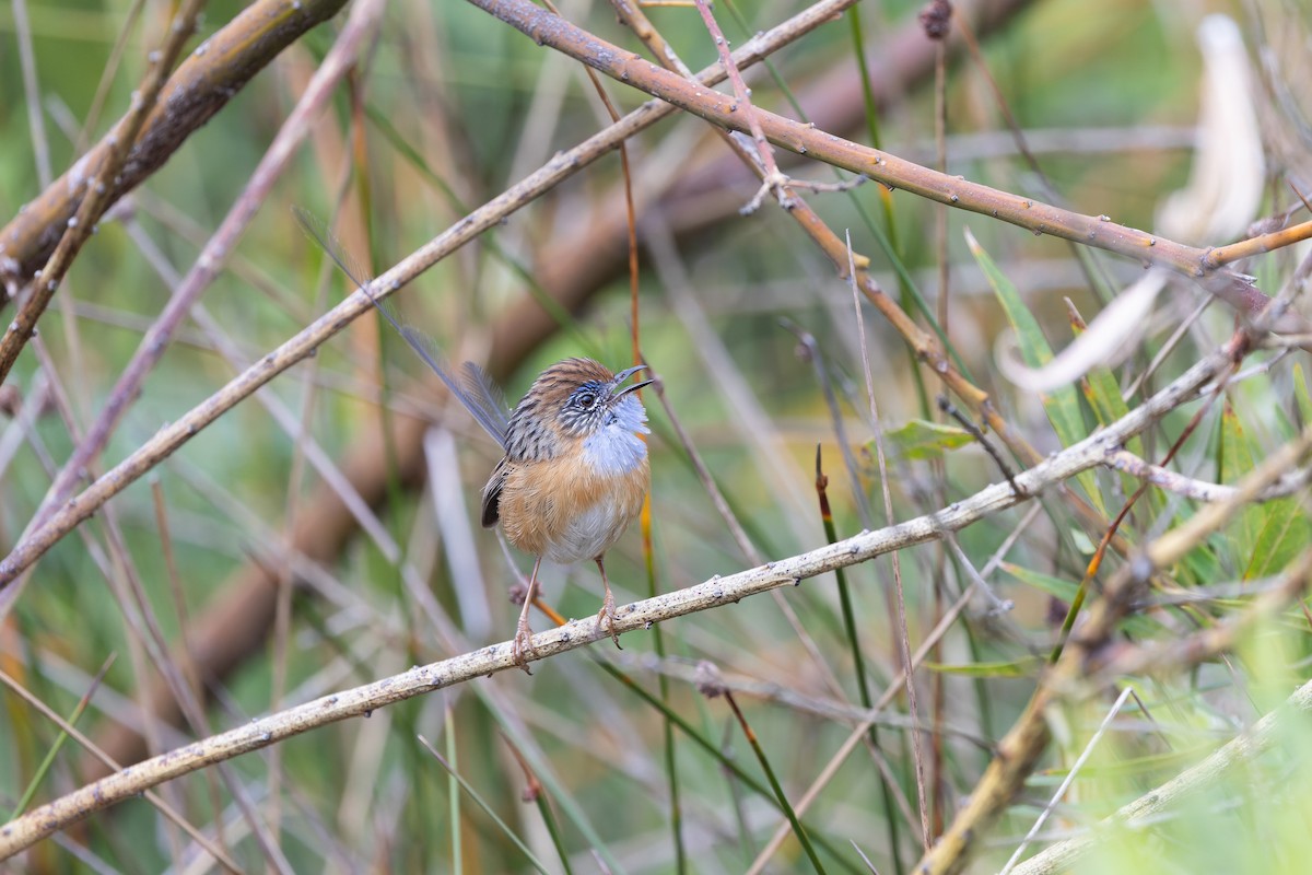 Southern Emuwren - ML645144240